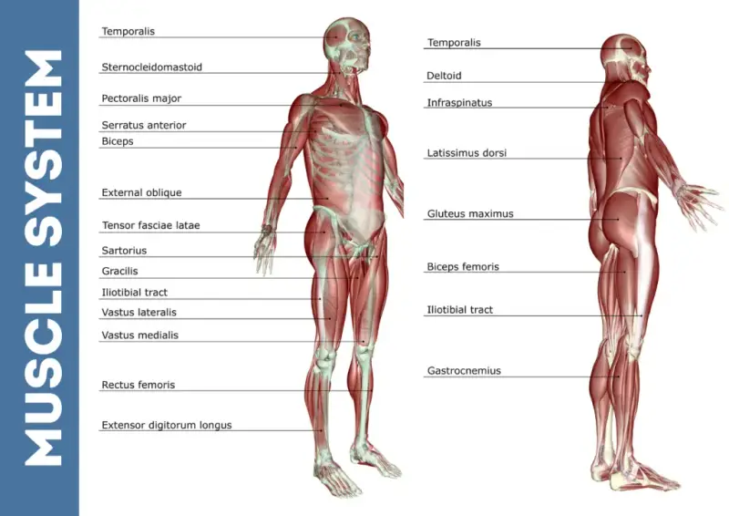 Deep Tissue Massage, Human muscle system