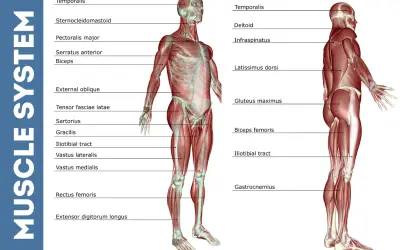 Deep Tissue Massage Explained