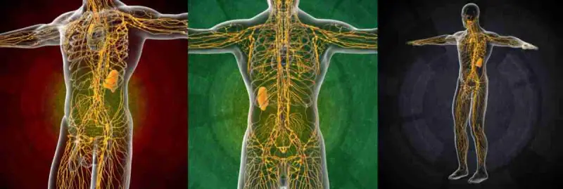 Lymphatic Drainage Chart of Lymphatic system in the body